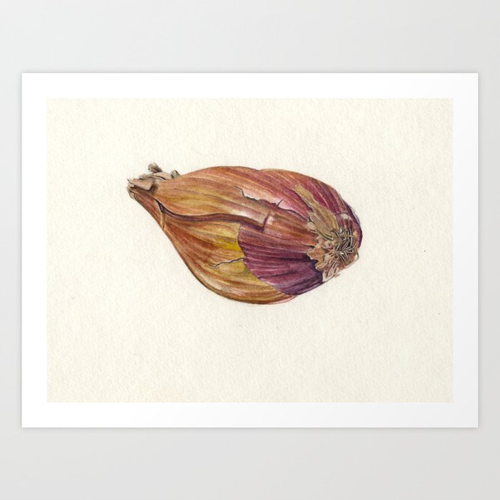 Shallot in Repose Art Print