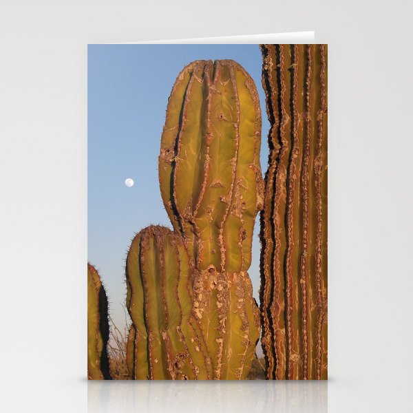 Mexico Photography - Cactuses In The Late Night Evening Stationery Cards
