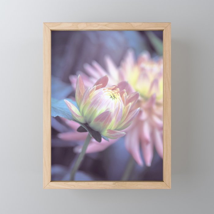 Soft Pastel Dahlia In Pink And Blue Framed Mini Art Print