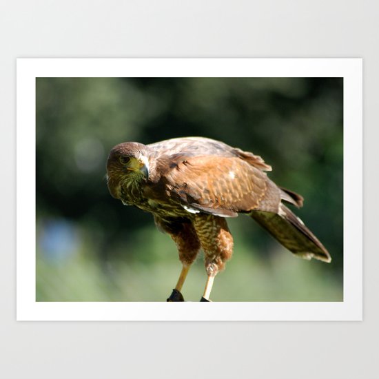 Keen Eye Art Print