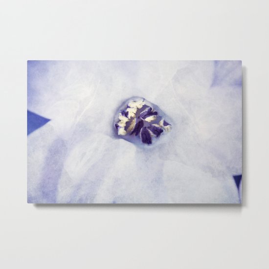 Hyacinth in White Veil Metal Print
