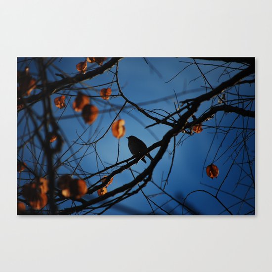 Little Bird Canvas Print