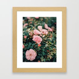 Dreamy wild pink roses on film Framed Art Print