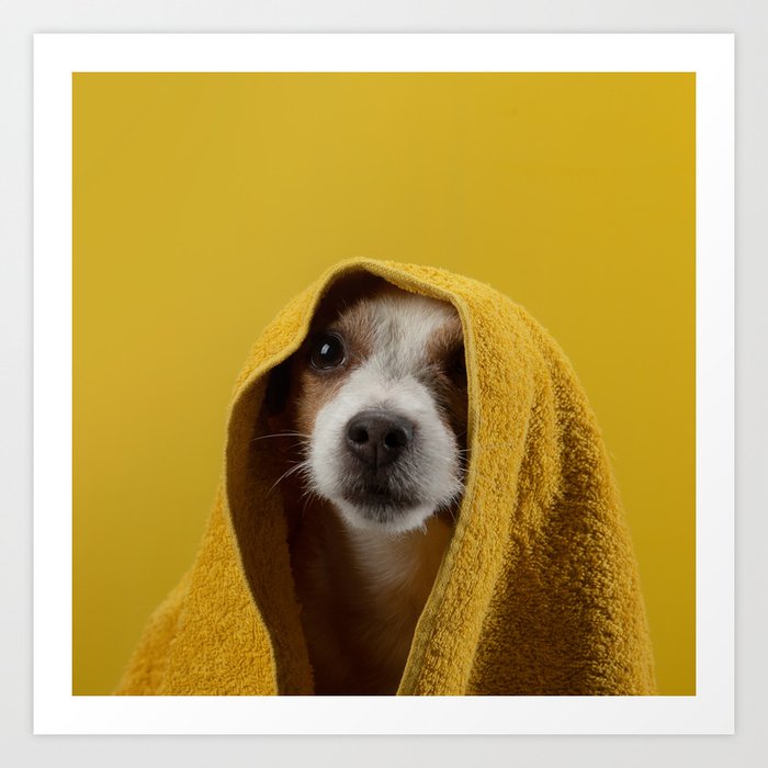 Jack Russell Terrier 8 Art Print
