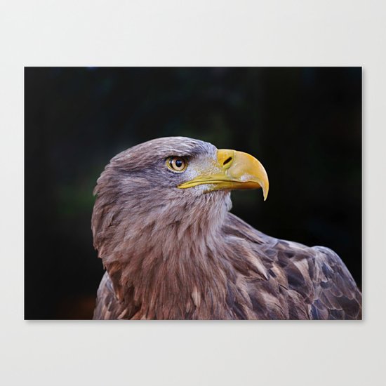 Predator Canvas Print