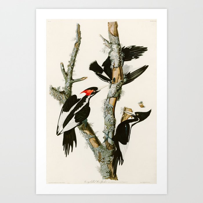 Ivory-billed Woodpecker by John James Audubon Art Print