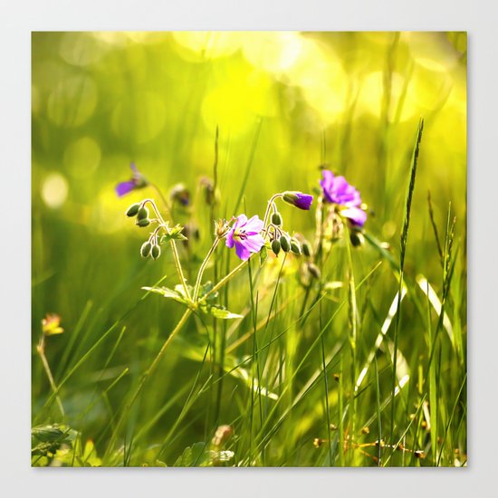 Beautiful meadow flowers - geranium on a sunny day - brilliant bright colors Canvas Print