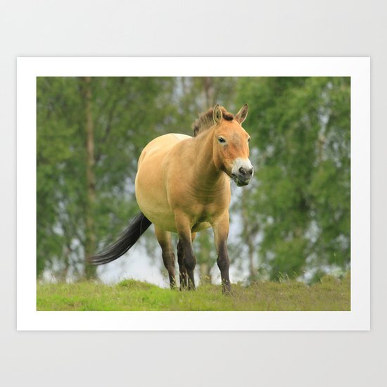 "Przewalksi's Wild Horse" Art Print