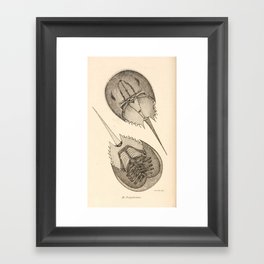 Horseshoe Crabs Framed Art Print