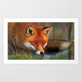 fox face eyes grass Art Print