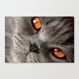 His Resting Face Canvas Print