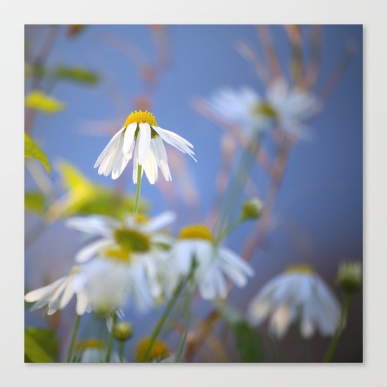 Daisies on a sunny summer day with blue sky Canvas Print