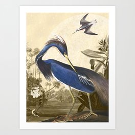 Louisiana heron  Art Print