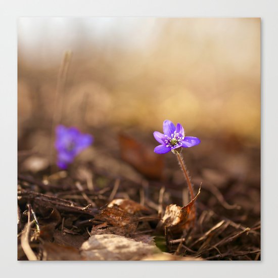 Come with me Canvas Print