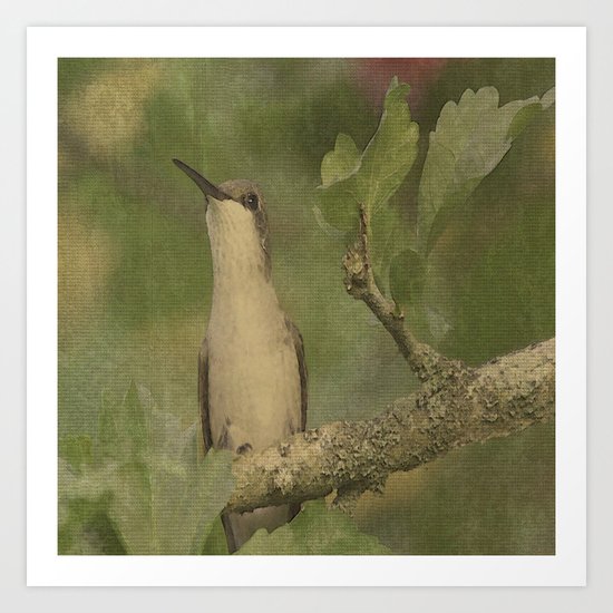 Hummingbird Art Print