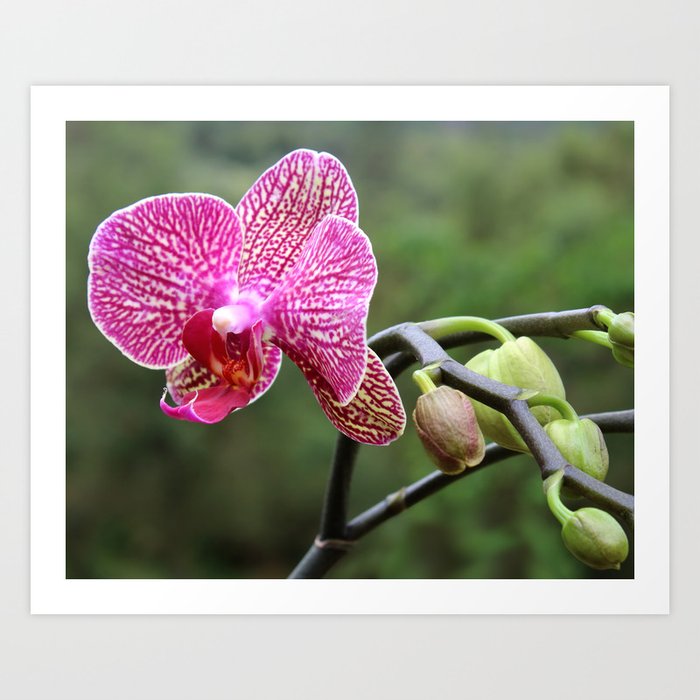 Mama Orchid Art Print