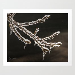 Icy Twig Art Print