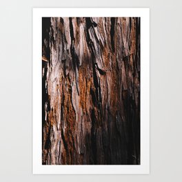 the redwood sleeps beneath the shade Art Print