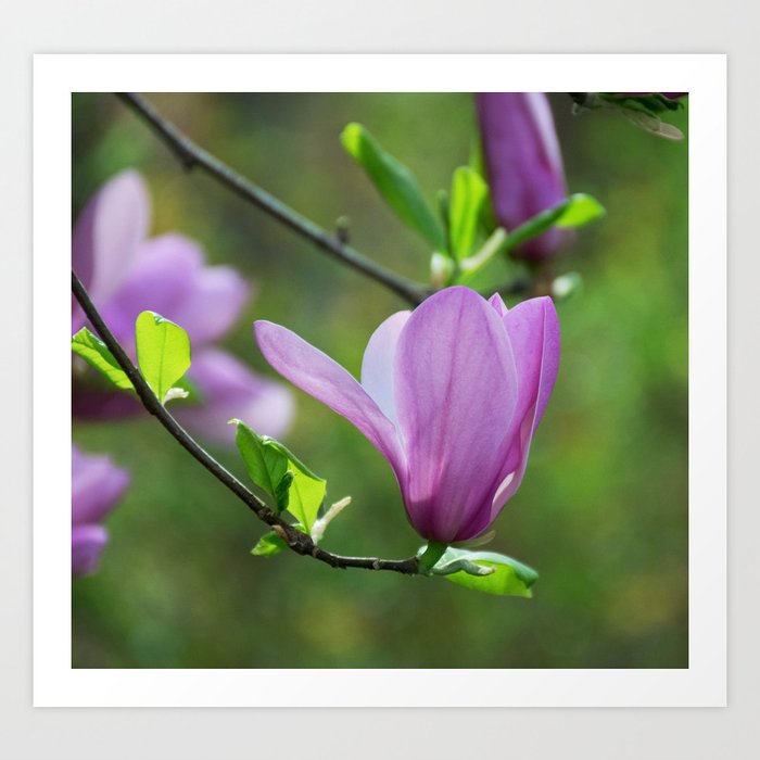 Magnolia Blossom One Art Print
