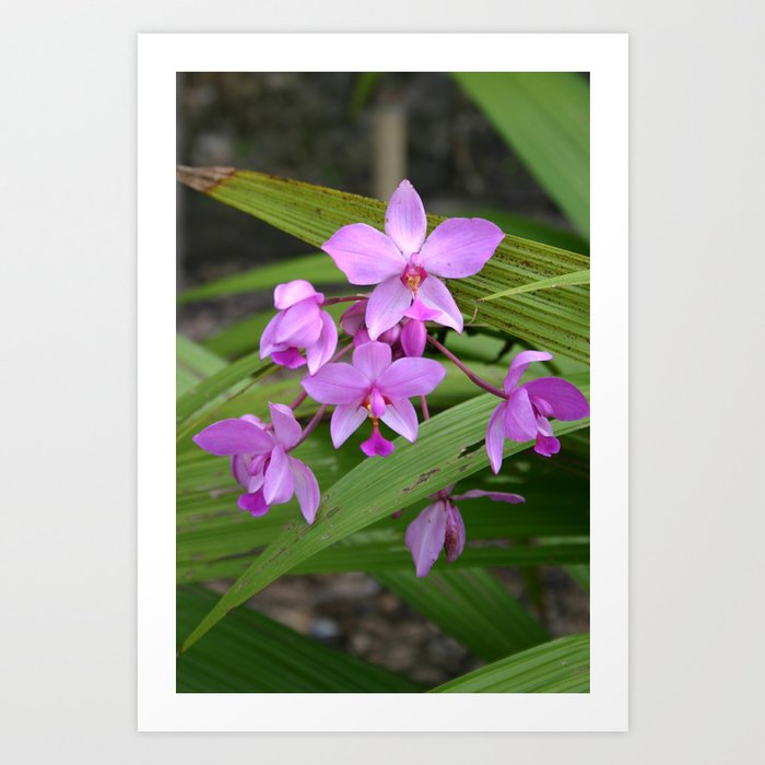 Orchid Frenzy Art Print