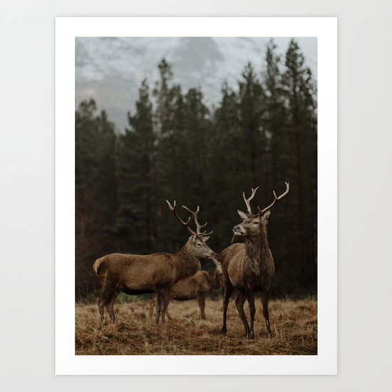 Deer. Scottish Highlands. Art Print