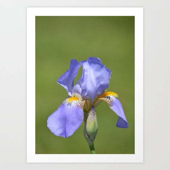 Iris Art Print