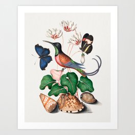 Crimson topaz hummingbird, Cyclamen, Red Postman and shells from the Natural History Cabinet of Anna Blackburne  Art Print