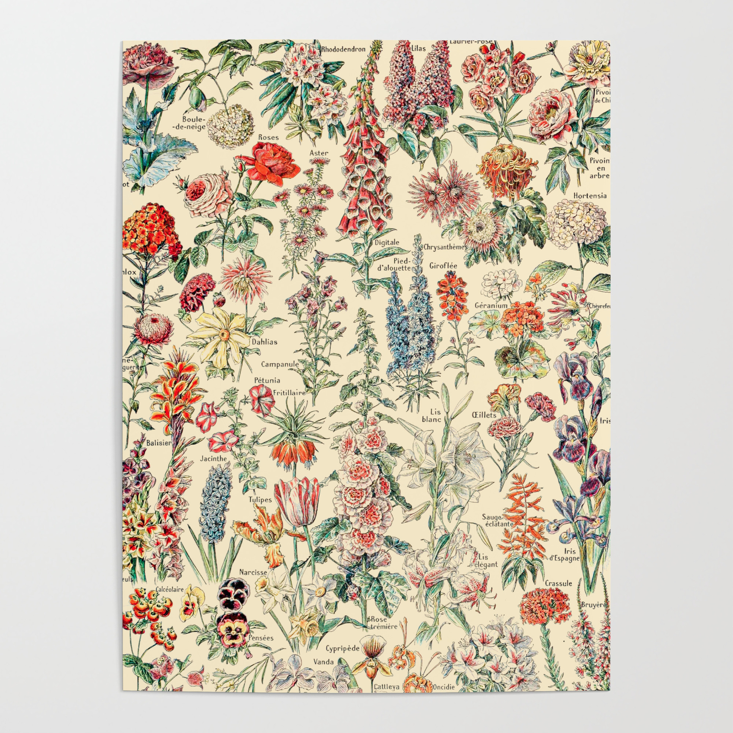 Naar behoren kreupel spel Vintage Floral Drawings // Fleurs by Adolphe Millot XL 19th Century Science  Textbook Artwork Poster by Public Artography | Society6