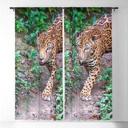 Jungle walking jaguar, Guatemala Blackout Curtain