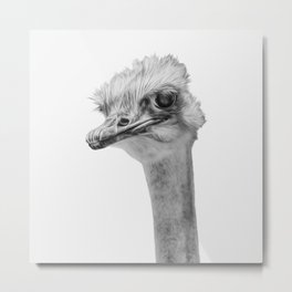 Whats up? - (inquisitive Ostrich) Metal Print