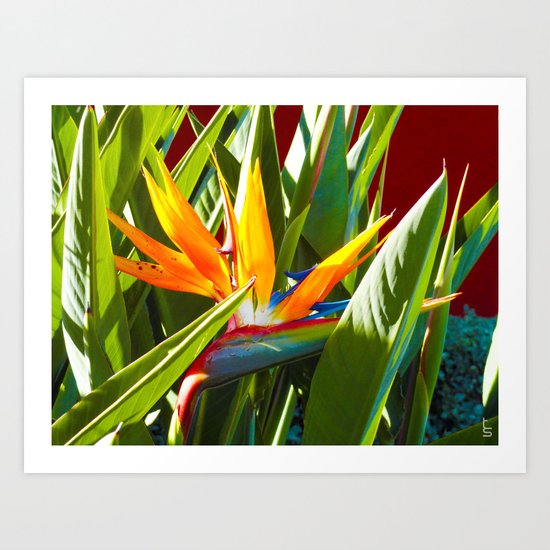 Bird of Paradise III Art Print