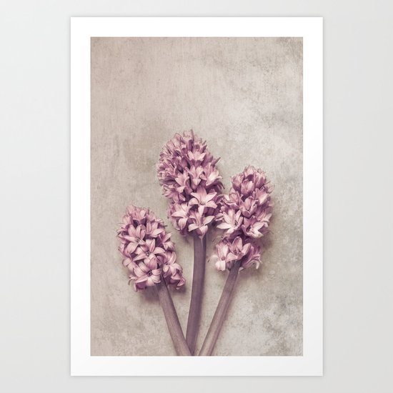 Lovely pink Hyacinths Art Print