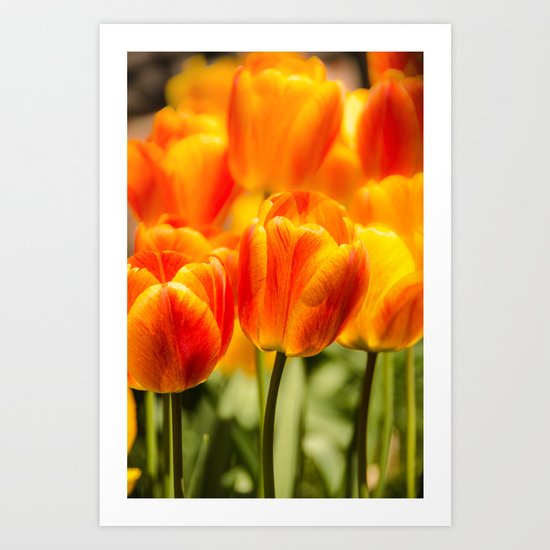 Orange tulips Art Print