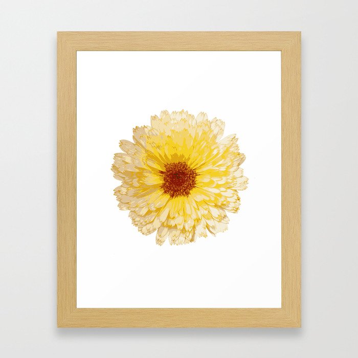 Beautiful Yellow Marigold Vector Isolated Framed Art Print
