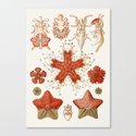 Starfish Vintage Illustration Leinwanddruck