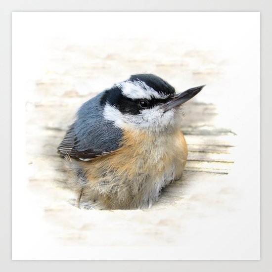 Red-breasted Nuthatch Art Print