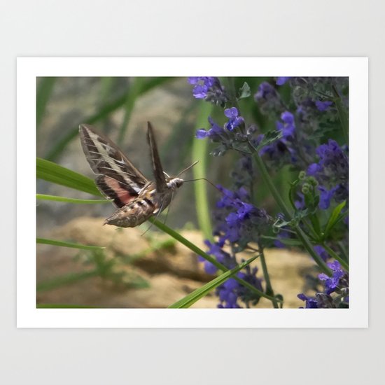 Hummingbird Moth Art Print