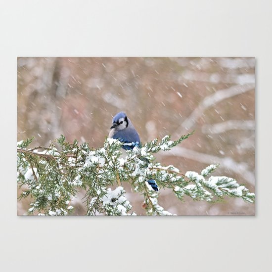 Winter Has Arrived (Blue Jay) Canvas Print
