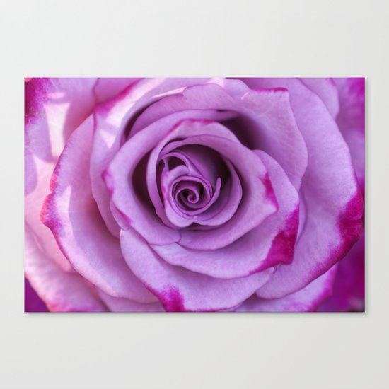 Heart of a rose I - Pink and purple Roses flowers Canvas Print