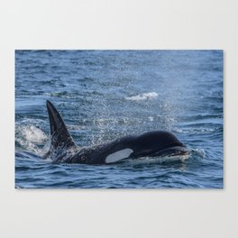 Killer Whale Canvas Print