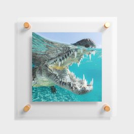 Alligator on the Move Floating Acrylic Print