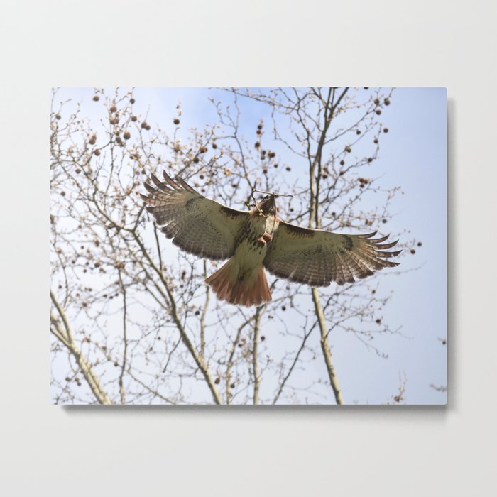 Gliding hawk 18 Metal Print