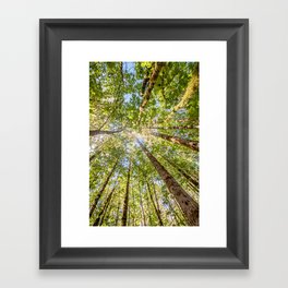 Looking Up In the Vancouver Forest Framed Art Print