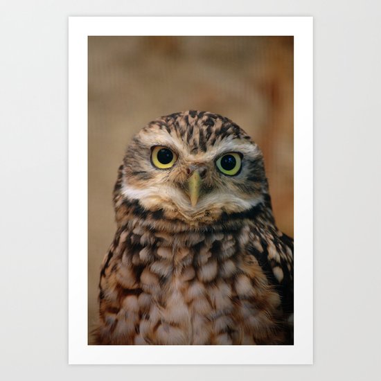 Burrowing Owl Art Print