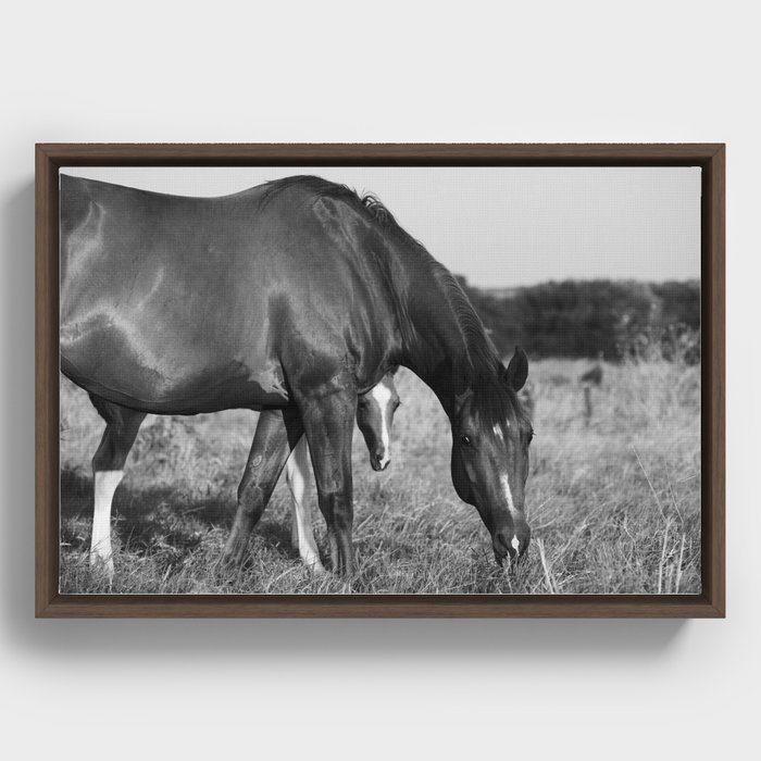 Horse with Foal in Texas Field Framed Canvas