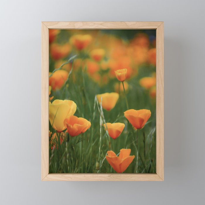 California Poppy Flowers Framed Mini Art Print