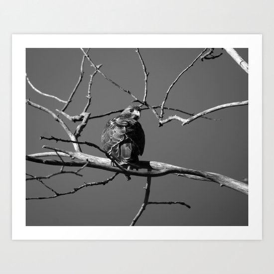 Baby Red Tail Hawk Art Print