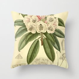 Rhododendron monosematum 1916 Throw Pillow