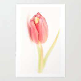 Tulips_02 Art Print