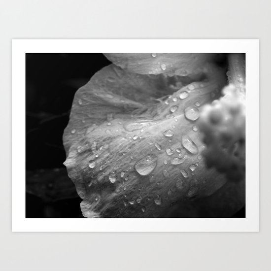 Black and White Hibiscus Art Print